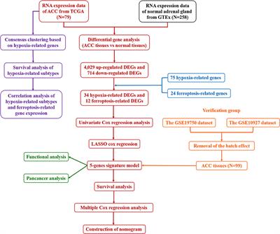 A Novel Predictive Model for Adrenocortical Carcinoma Based on Hypoxia- and Ferroptosis-Related Gene Expression